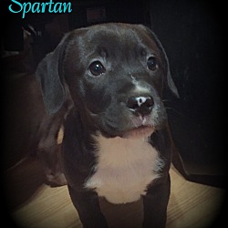 Thumbnail photo of Spartan #1