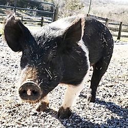 Thumbnail photo of Penny Piggles #2