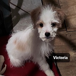 Photo of Victoria