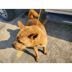 Photo of MARMADUKE