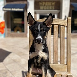 Photo of Ajax