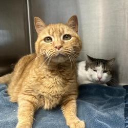 Photo of Garfield (bonded to BrianOConner)
