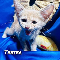 Thumbnail photo of Teeter #2