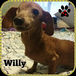 Thumbnail photo of Willy #2