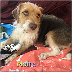 Thumbnail photo of Moira #1