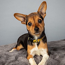 Photo of Aspen - Puppy - Need Exper