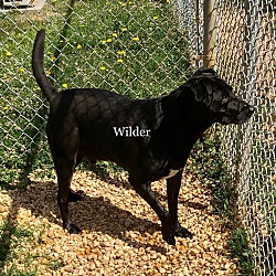 Thumbnail photo of Wilder #2
