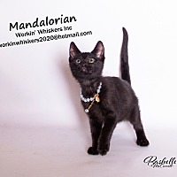 Photo of MANDALORIAN