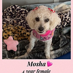 Photo of MOSHA = 4 YEAR POODLE