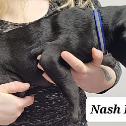 Thumbnail photo of Nash B228 #2