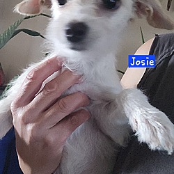 Thumbnail photo of Josie #3