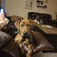adopt a pet
