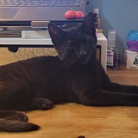 adopt a pet