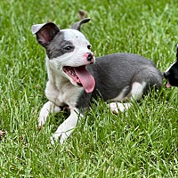 adopt a pet