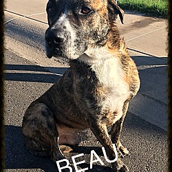 Thumbnail photo of Beau #2