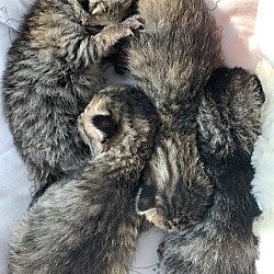 Thumbnail photo of 4 kittens #2