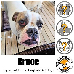 Thumbnail photo of Bruce (white) #1