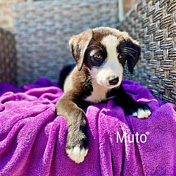 Photo of Muto