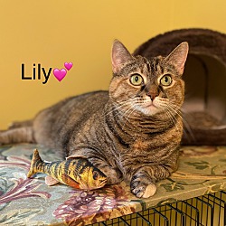 Photo of Lily