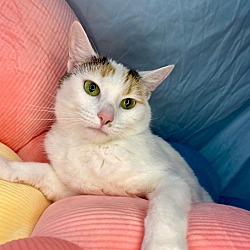 Photo of SNOWBELL