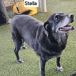 Thumbnail photo of Stella #3