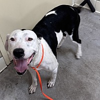 adopt a pet