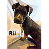 adopt a pet