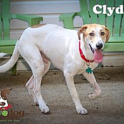 Thumbnail photo of Clyde #3