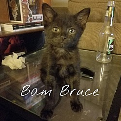 Thumbnail photo of Bam Bruce #1