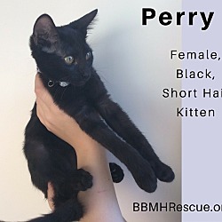 Thumbnail photo of Perry #3
