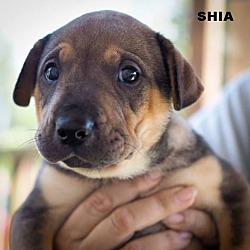 Photo of Shia