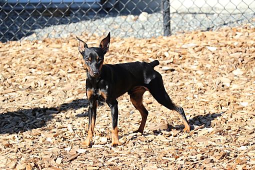 mini pinscher for adoption near me