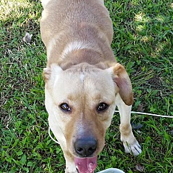 Thumbnail photo of Edie~adopted! #4