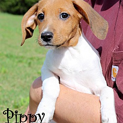 Thumbnail photo of Pippy ~ meet me! #1