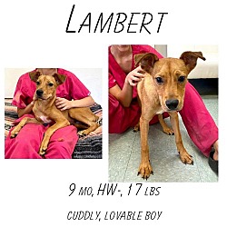 Photo of Lambert