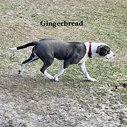 Thumbnail photo of Gingerbread #4