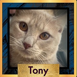 Thumbnail photo of Tony #4