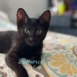 Photo of Bellatrix