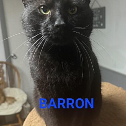 Photo of Barron