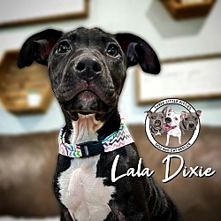 Thumbnail photo of Lala Dixie #1