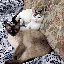 Thumbnail photo of CHIFFON and TICO - Sister Pair #1
