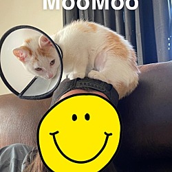 Thumbnail photo of MooMoo (Courtesy Post) #2