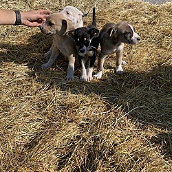 Thumbnail photo of Border Collie/Shep Pups Girls #3