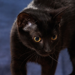 Thumbnail photo of Bagheera #2