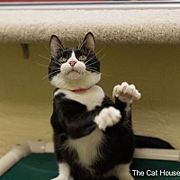 adopt a pet