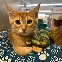 adopt a pet
