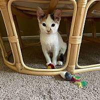 adopt a pet