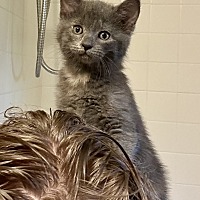 adopt a pet