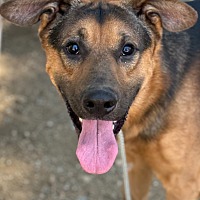 adopt a pet