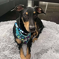 adopt-pet